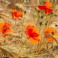 Voir l’image : Coquelicots