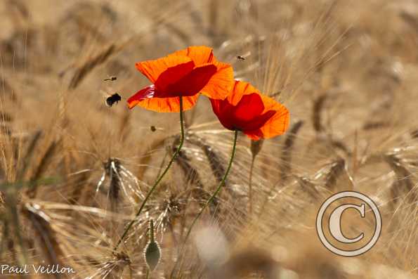 Coquelicots