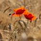 Voir l’image : Coquelicots