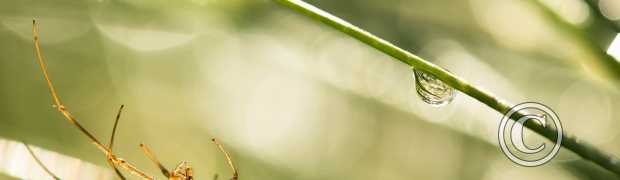 proxi-macro:
tétragnathe étirée
