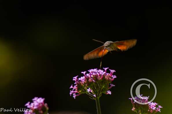 Papillon moro sphinx