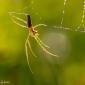 Voir l’image : Araignée tétragnate étirée