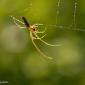 Voir l’image : Araignée tétragnate étirée