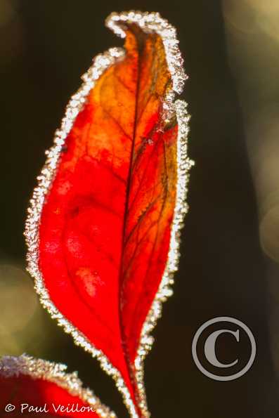 feuille et givre