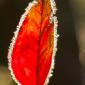 Voir l’image : feuille et givre