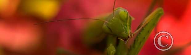 proxi-macro:
mante religieuse
