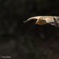 Voir l’image : vautour percnoptère
