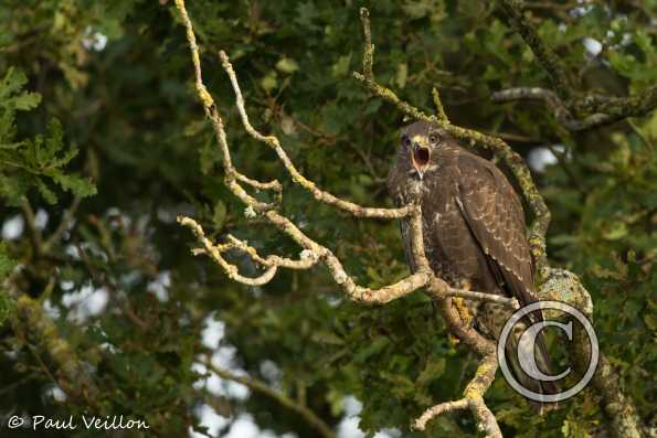 buse variable