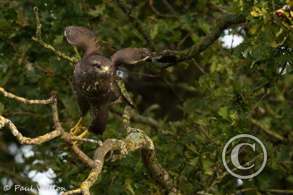 buse variable