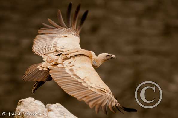 vautour fauve