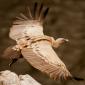 Voir l’image : vautour fauve