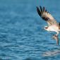 Voir l’image : balbusard pêcheur