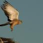 Voir l’image : faucon crécerellette