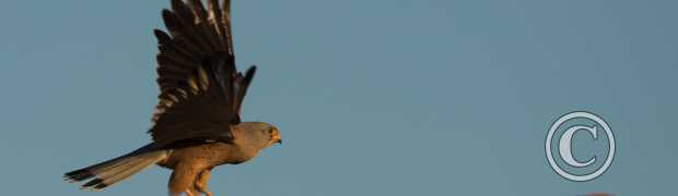 rapaces:
faucon crécerellette