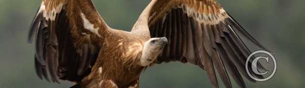 rapaces:
Vautour fauve