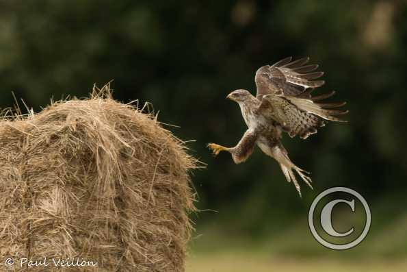 buse variable