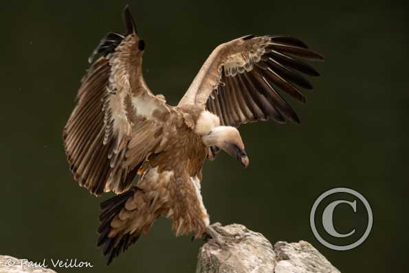 Vautour fauve