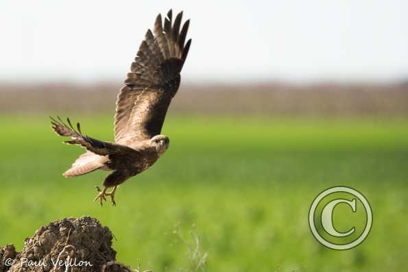 buse variable