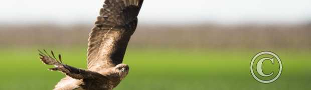 rapaces:
buse variable
