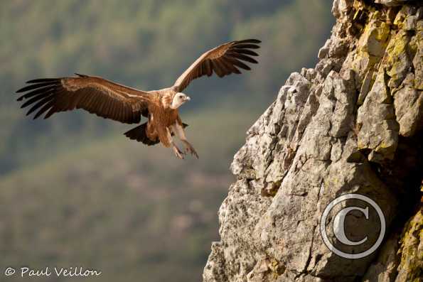 vautour fauve