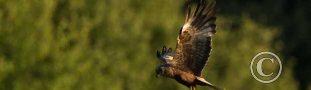 rapaces:
busard des roseaux