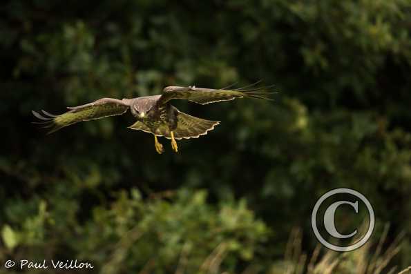 buse variable