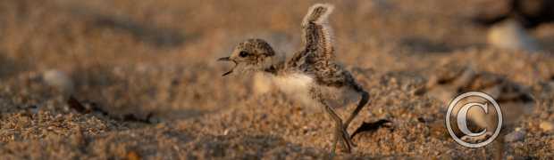 échassiers:
Gravelots à collier interrompu