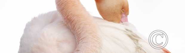 L'image du mois:
Flamant rose